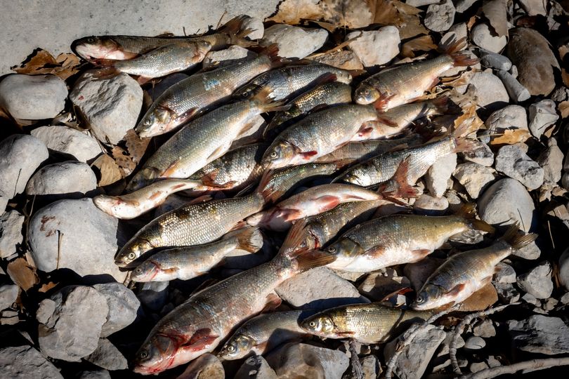 The Utah Division of Wildlife Resources said the illegal introduction of Utah chub at the Millsite Reservoir has put another fish species at risk. (Courtesy: Utah Division of Wildlife Resources)